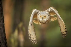 Siberian eagle owl stock photos Siberian eagle owl stock photos