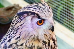 Siberian Eagle Owl show at shopping mall thailand royalty free stock photography Siberian Eagle Owl show at shopping mall thailand royalty free stock photography