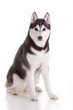 Siberian Husky Dog Royalty Free Stock Photography