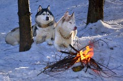 Siberian Husky In The Snow Stock Images