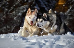 Siberian Husky In The Snow Royalty Free Stock Photo