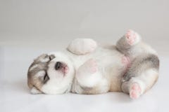 Siberian husky puppy stock photography Siberian husky puppy stock photography