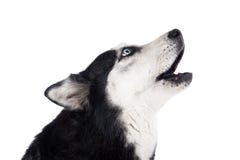 Siberian skrovligt tjuta arkivfoton Siberian skrovligt tjuta arkivfoton