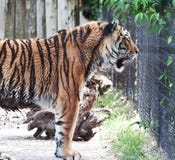 Siberian Tiger Royalty Free Stock Image