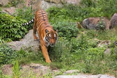 Siberian Tiger Stock Image