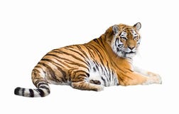 Siberian tiger cutout