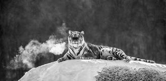 Siberian tiger lying on a snow-covered hill. Portrait against the winter forest. Black and white. China. stock photography Siberian tiger lying on a snow-covered hill. Portrait against the winter forest. Black and white. China. stock photography