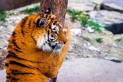 Siberian tiger, Panthera tigris altaica, also known as the Amur tiger royalty free stock photography Siberian tiger, Panthera tigris altaica, also known as the Amur tiger royalty free stock photography