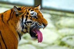 Siberian tiger portrait. Aggressive stare face meaning danger for the prey. Closeup view to angry expression royalty free stock image Siberian tiger portrait. Aggressive stare face meaning danger for the prey. Closeup view to angry expression royalty free stock image
