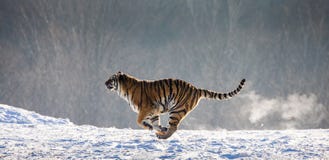 Siberian Tiger running in the snow. China. Harbin. Mudanjiang province. Hengdaohezi park. Siberian Tiger Park. Winter. Hard frost. royalty free stock images Siberian Tiger running in the snow. China. Harbin. Mudanjiang province. Hengdaohezi park. Siberian Tiger Park. Winter. Hard frost. royalty free stock images