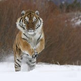 Siberian тигр работая в снежке Siberian тигр работая в снежке