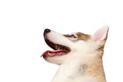 Siberiano Husky Puppy Looking Up del primer en blanco imagen de archivo Siberiano Husky Puppy Looking Up del primer en blanco imagen de archivo