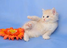 Siberisch katje royalty-vrije stock foto Siberisch katje royalty-vrije stock foto