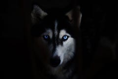 Sibirischer Schlittenhund lizenzfreies stockbild Sibirischer Schlittenhund lizenzfreies stockbild