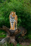 Sibirischer Tiger lizenzfreies stockfoto Sibirischer Tiger lizenzfreies stockfoto