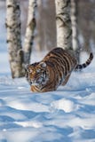 Sibirischer Tiger im Schnee Panthera der Tigris stockfoto Sibirischer Tiger im Schnee Panthera der Tigris stockfoto