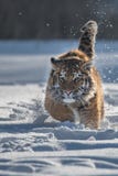 Sibirischer Tiger im Schnee Panthera der Tigris stockfoto Sibirischer Tiger im Schnee Panthera der Tigris stockfoto