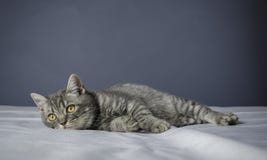 Sick Cat On A Table With Medicines Royalty Free Stock Photo Sick Cat On A Table With Medicines Royalty Free Stock Photo