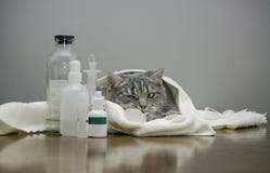 Sick Cat On A Table With Medicines Stock Photos Sick Cat On A Table With Medicines Stock Photos