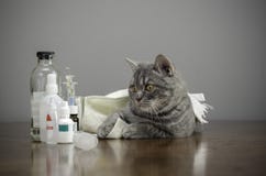 Sick Cat On A Table With Medicines Stock Photos