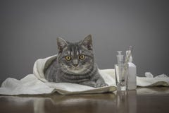 Sick Cat On A Table With Medicines Royalty Free Stock Image