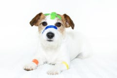 SICK AND CUTE DOG WITH COLORFUL MEDICAL PATCH FIRST AID BANDS PL royalty free stock image SICK AND CUTE DOG WITH COLORFUL MEDICAL PATCH FIRST AID BANDS PL royalty free stock image
