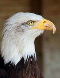 Side Portrait of a Bald Eagle with hooked Beak and feathered detail stock photography Side Portrait of a Bald Eagle with hooked Beak and feathered detail stock photography