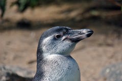 Side portrait of a penguin royalty free stock images Side portrait of a penguin royalty free stock images