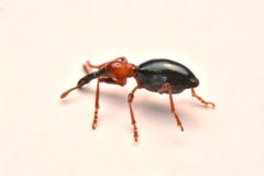 Side view of an Acorn weevil, Curculio glandium, weevil Small be royalty free stock photos Side view of an Acorn weevil, Curculio glandium, weevil Small be royalty free stock photos