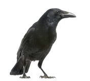 Side view of a Carrion Crow, Corvus corone, isolated