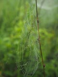 Side view of cobweb stock photo Side view of cobweb stock photo