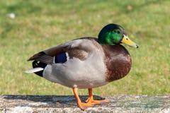 Mallard resting on a stone wall stock photography Mallard resting on a stone wall stock photography
