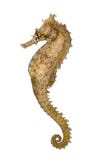 Side View Of A Common Seahorse, Hippocampus Kuda Royalty Free Stock Photos Side View Of A Common Seahorse, Hippocampus Kuda Royalty Free Stock Photos