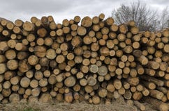 Side View Of Pile Or Stack Of Wood Logs In Plana Mountain Stock Image Side View Of Pile Or Stack Of Wood Logs In Plana Mountain Stock Image