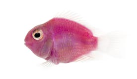 Side view of a pink fresh water fish swimming, isolated royalty free stock images Side view of a pink fresh water fish swimming, isolated royalty free stock images