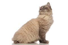 Side view of seated grey cat turning its head back Stock Photos Side view of seated grey cat turning its head back Stock Photos