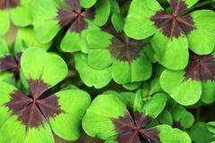 Sidor från Lucky Clover arkivbild Sidor från Lucky Clover arkivbild