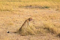 Siedzący Afrykański gepard mara masajów Kenja, Afryka fotografia stock Siedzący Afrykański gepard mara masajów Kenja, Afryka fotografia stock