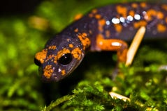 Sierra Ensatina (Salamander)
