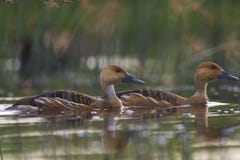 Siffler-canard fauve photo stock Siffler-canard fauve photo stock