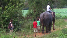 SIGIRIYA, SRI LANKA - FEBRUAR 2014: Bemannen Sie und ein Kind, das einen Elefanten in Sigiriya reitet Diese alten Elefanten sind stock video SIGIRIYA, SRI LANKA - FEBRUAR 2014: Bemannen Sie und ein Kind, das einen Elefanten in Sigiriya reitet Diese alten Elefanten sind stock video