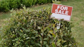 Sign `For sale` on the tree royalty free stock images Sign `For sale` on the tree royalty free stock images