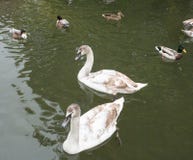 Signet i omogen fjäderdräkt royaltyfri bild Signet i omogen fjäderdräkt royaltyfri bild