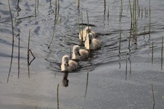 4 signet som simmar i en linje arkivfoto 4 signet som simmar i en linje arkivfoto