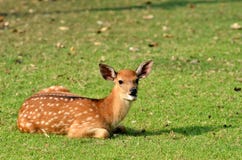 Sika Deer Stock Image