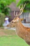 Sika Deer Royalty Free Stock Photos