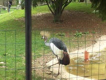 Sikt av en stork i en zoo royaltyfria bilder Sikt av en stork i en zoo royaltyfria bilder