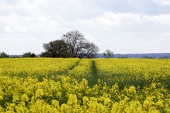Sikt av ett härligt fält av ljus gul canola fotografering för bildbyråer Sikt av ett härligt fält av ljus gul canola fotografering för bildbyråer