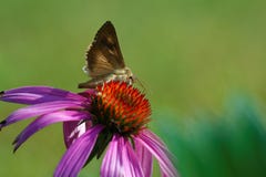 Silberner y-Schmetterling auf Echinaceablume Lizenzfreie Stockbilder Silberner y-Schmetterling auf Echinaceablume Lizenzfreie Stockbilder