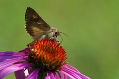 Silberner y-Schmetterling auf Echinaceablume Stockfotografie Silberner y-Schmetterling auf Echinaceablume Stockfotografie